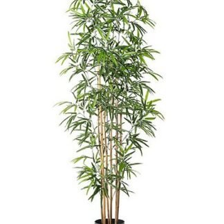Bamboo Plant - 6ft